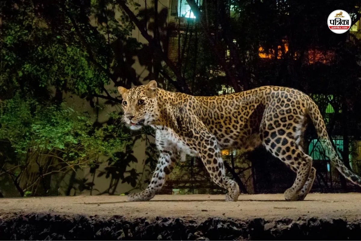 Tonk Leopard Attack-1