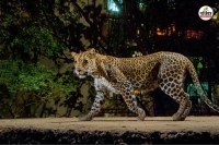 Tonk Leopard Attack-1