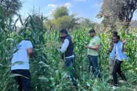 Udaipur Opium Farming Bust, NCB Raid in Rajasthan, Kotra Opium Cultivation Case, 275 Crore Opium Seizure, Rajasthan Anti Narcotics Action, ANTF Operation Rajasthan, Udaipur Police Joint Raid, Illegal Opium Farming India, 170 Acre Opium Field, Five Lakh Opium Plants Destroyed, NDPS Act Case Rajasthan, Rajasthan Drug Crackdown News, Samoli Khuna Pipli Raid, Narcotics Control Bureau Jodhpur, Operation Antasphot Rajasthan