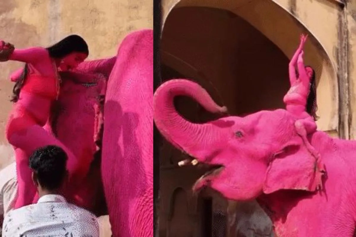 Jaipur Pink Elephant Photoshoot Sparks Outrage Animal Rights Concerns Rise Over Viral Shoot by Russian Photographer