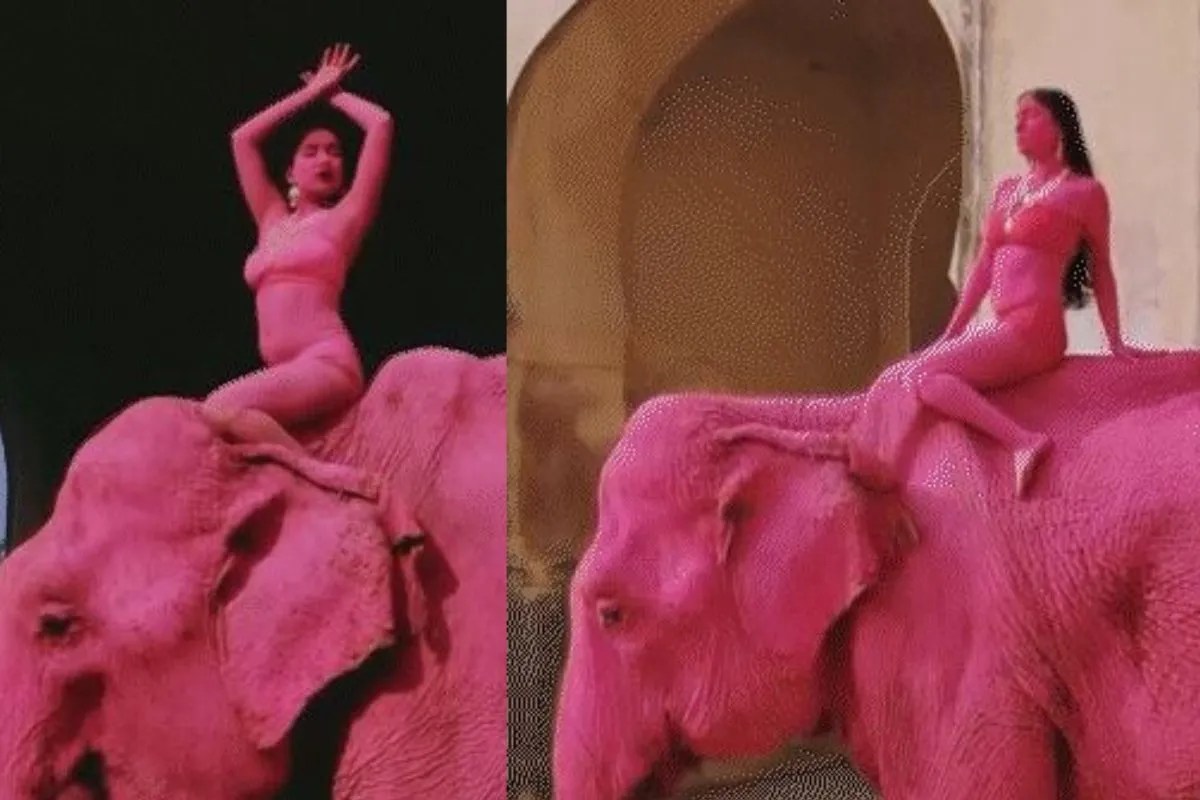 Jaipur Pink Elephant Photoshoot Sparks Outrage Animal Rights Concerns Rise Over Viral Shoot by Russian Photographer