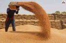 Wheat Procurement