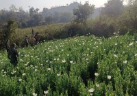 कार्रवाई के दौरान तस्करों ने पुलिस टीम को रोकने के लिए अनोखा तरीका अपनाया। उन्होंने खाटों पर कौंच की फली का अत्यधिक खुजली पैदा करने वाला पाउडर छिड़क दिया। जैसे ही कुछ जवान खाटों पर बैठे, उन्हें तेज जलन और खुजली होने लगी। नहाने के बाद भी जब राहत नहीं मिली, तो स्थानीय जवानों की सलाह पर पेट्रोल का इस्तेमाल किया गया, इससे खुजली कम हुई।