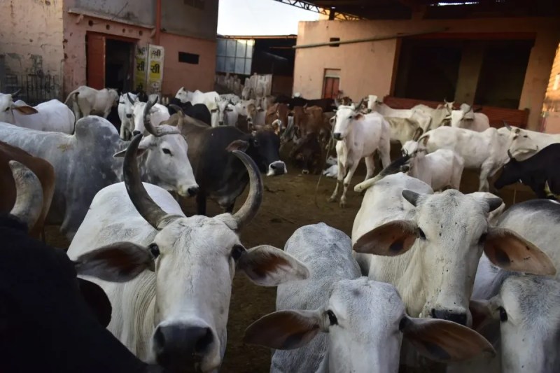Modern cow shelters to be built in seven districts 2270 acres of land allotted MP News