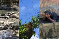 Bee Menace In MP