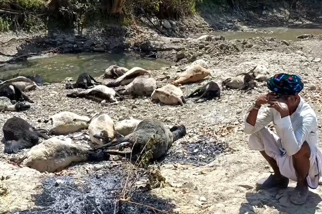 24 sheep died in bee attack (photo source- Input)