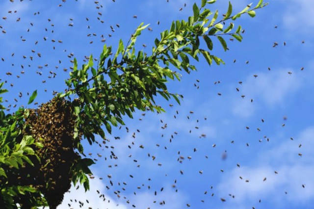 Attack on farmers working in the field (photo source- Input)