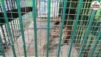bijnor female leopard caught cage
