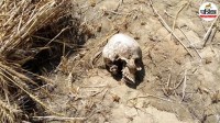 bijnor human skeleton found sugarcane field