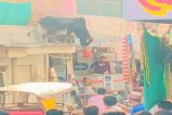 Sridungargarh bull incident, Rajasthan stray cattle problem, bull jumps from roof, stray bull viral video, Sridungargarh market incident, Rajasthan animal menace, stray cattle in market, bull jump video Rajasthan, Rajasthan local news, stray animals problem Rajasthan, Sridungargarh news update, cattle menace in Rajasthan towns, viral bull video India, Rajasthan civic issues, Sridungargarh market chaos