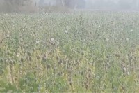 CG Opium Farming: छत्तीसगढ़ बना अफीमगगढ़, दुर्ग के बाद अब बलरामपुर में अवैध खेती का खुलासा, दो एकड़ में लगी है फसल
