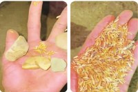 CG News: धान में रेत मिलाकर हेराफेरी, खरीदी केन्द्र प्रभारी बर्खास्त