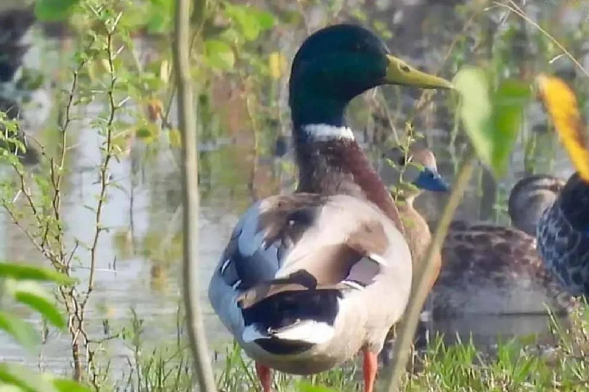 Raipur News: गिधवा टैंक में विदेशी मेहमानों की एंट्री, मल्लार्ड के आगमन से खिला पर्यटन