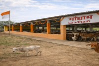 CG News: छत्तीसगढ़ के जिलों में 29 गौधाम का होगा उद्घाटन, बिलासपुर से होगा शुभारंभ