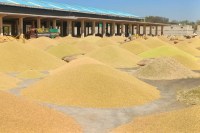 47 हजार बोरी जिन्स पहुंची मंडी, मैदान में खड़े करवाने पड़े वाहन; धनिया की नीलामी लंच के बाद तक चली