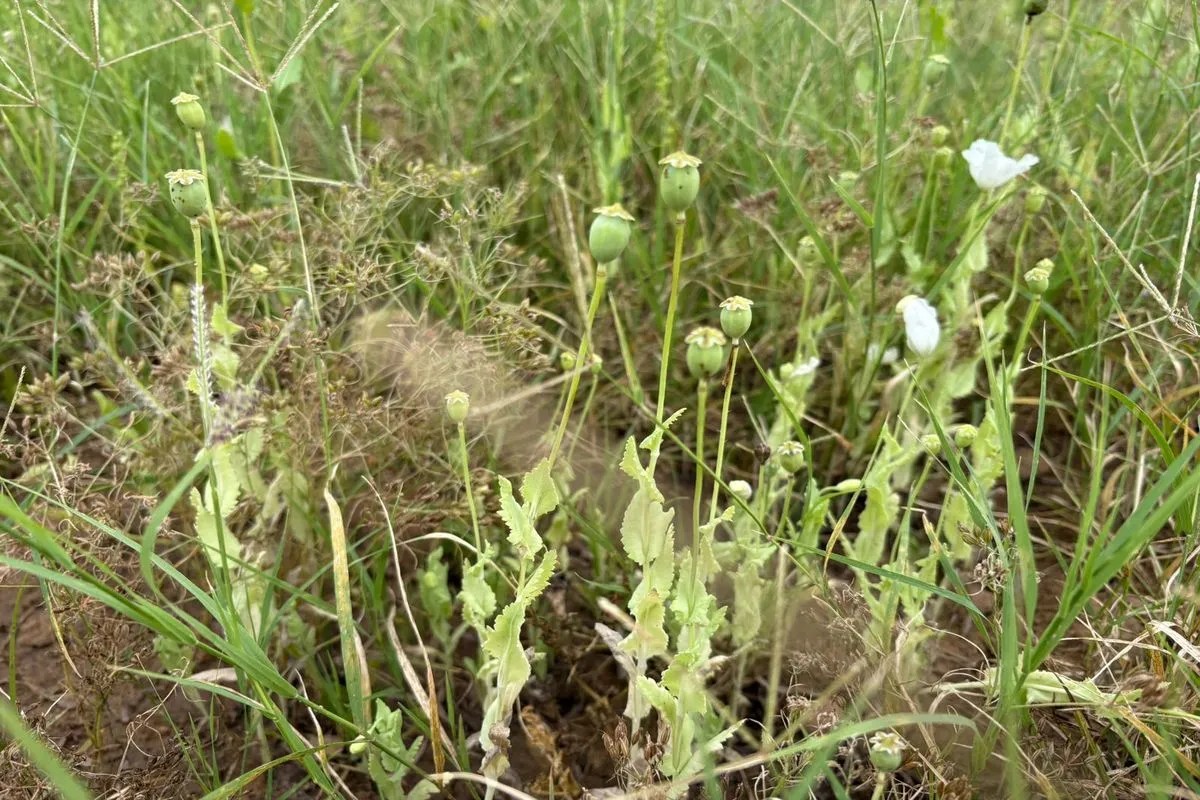 खींवसर के आकला में पकड़ी अफीम की खेती