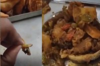 Dead Lizard Found in Food at RGPV University Canteen Bhopal MP news