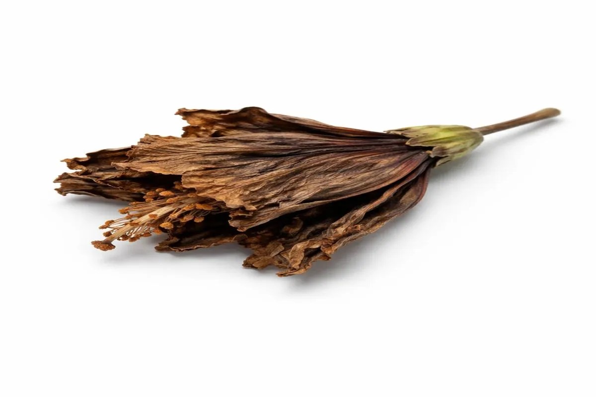 पूजा के लिए रखा गया सूखा गुड़हल का फूल साढ़े छह महीने के मासूम की मौत का कारण बन गया।