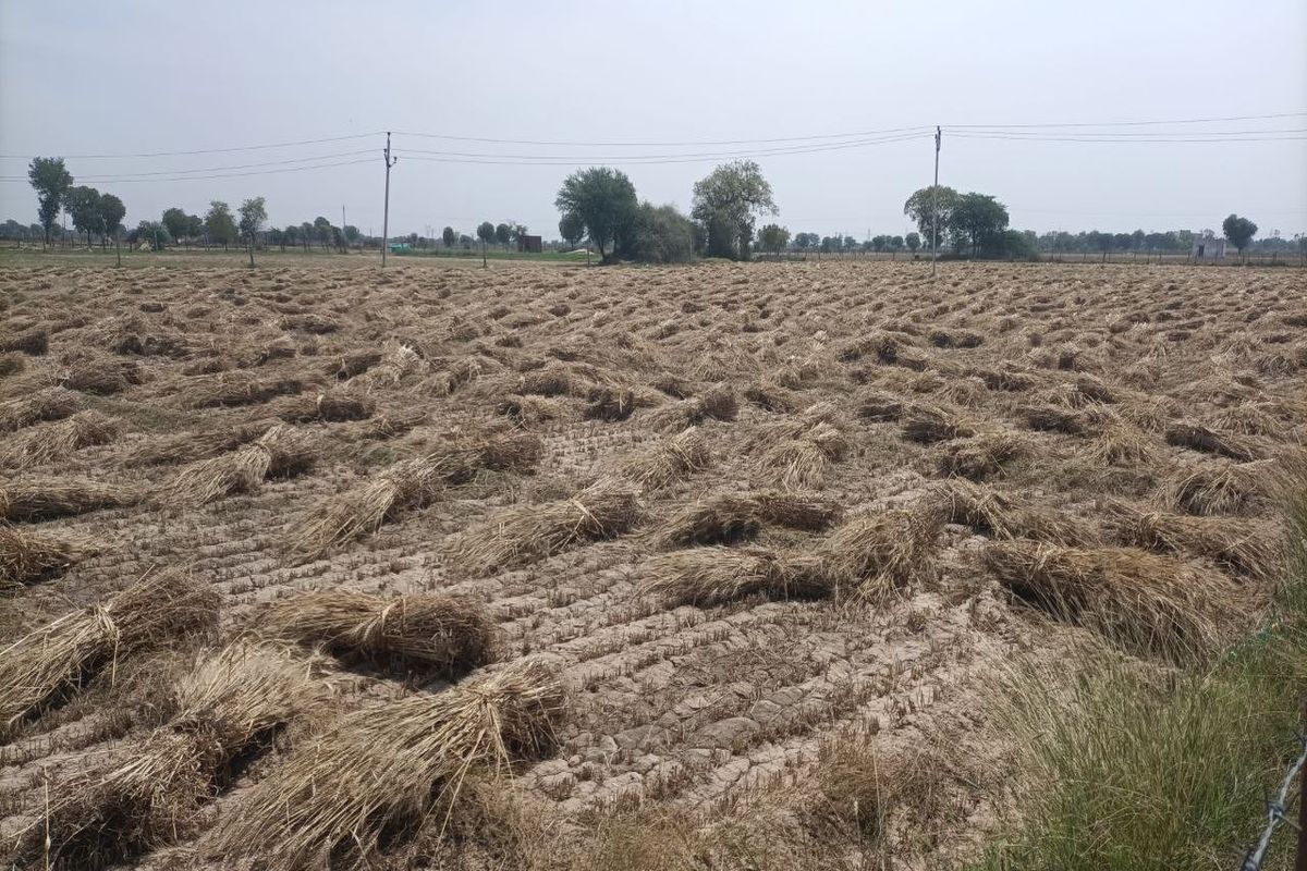 खेतों में सूख रही फसलों पर मण्डरा रहे हैं बादल