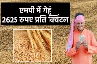 Wheat Procurement Date in MP Extended to April 1st