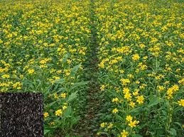 छत्तीसगढ़ में सूरजमुखी की खेती को बढ़ावा! IGKV में 16 हाइब्रिड किस्मों का परीक्षण, किसानों के लिए नई उम्मीद...