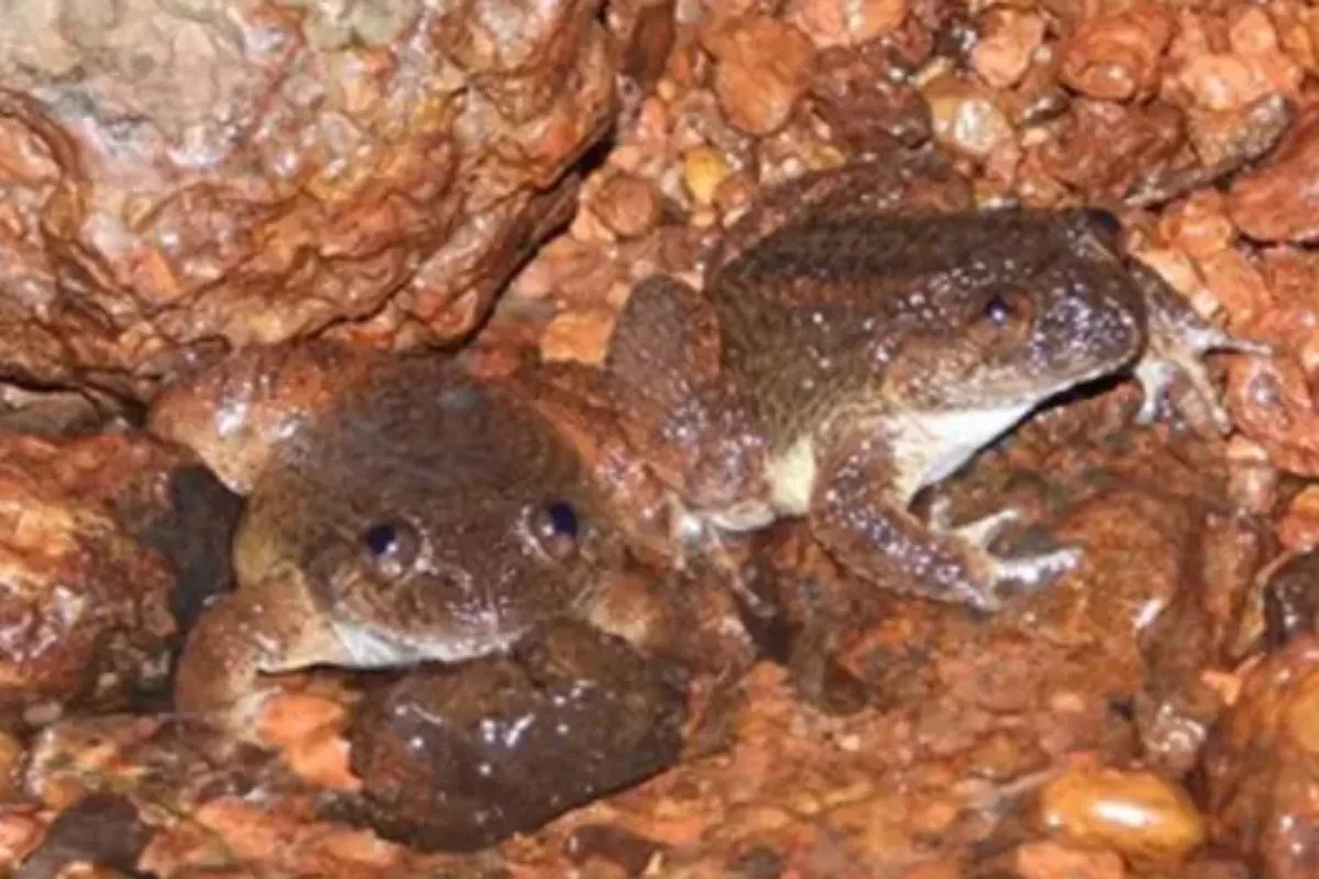 जंगल की ‘टॉक’ आवाज़ ने कराई ‘काली नाइट फ्रॉग’ की खोज