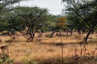 नागौर की लव कुश वाटिका में लगाए गए पौधे जल गए