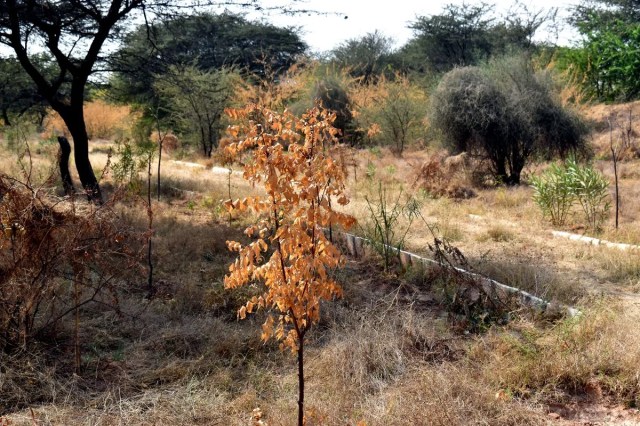 नागौर की लव कुश वाटिका में लगाए गए पौधे जल गए