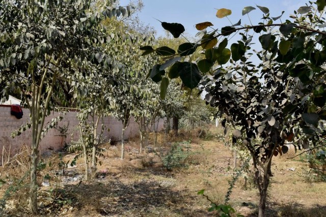 पशु प्रदर्शनी में पर्यावरण प्रेमी सुखराम चौधरी की ओर से लगाए गए पौधे नियमित देखभाल व पानी देने से पेड़ बन रहे हैं