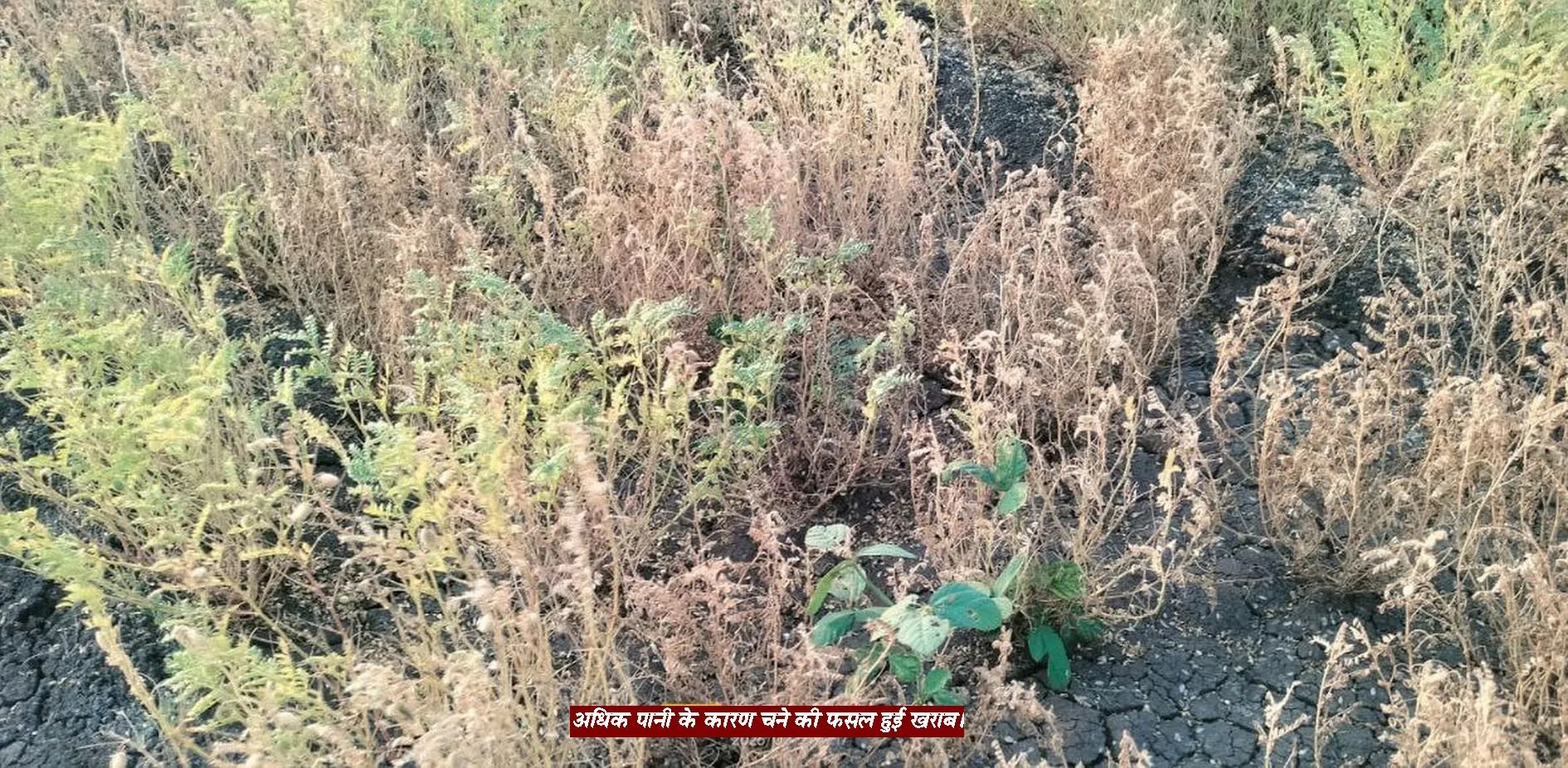 खंडवा-जावर उद्वहन सिंचाई योजना : खेतों के लिए वरदान की जगह बनी किसानों के लिए अभिशाप