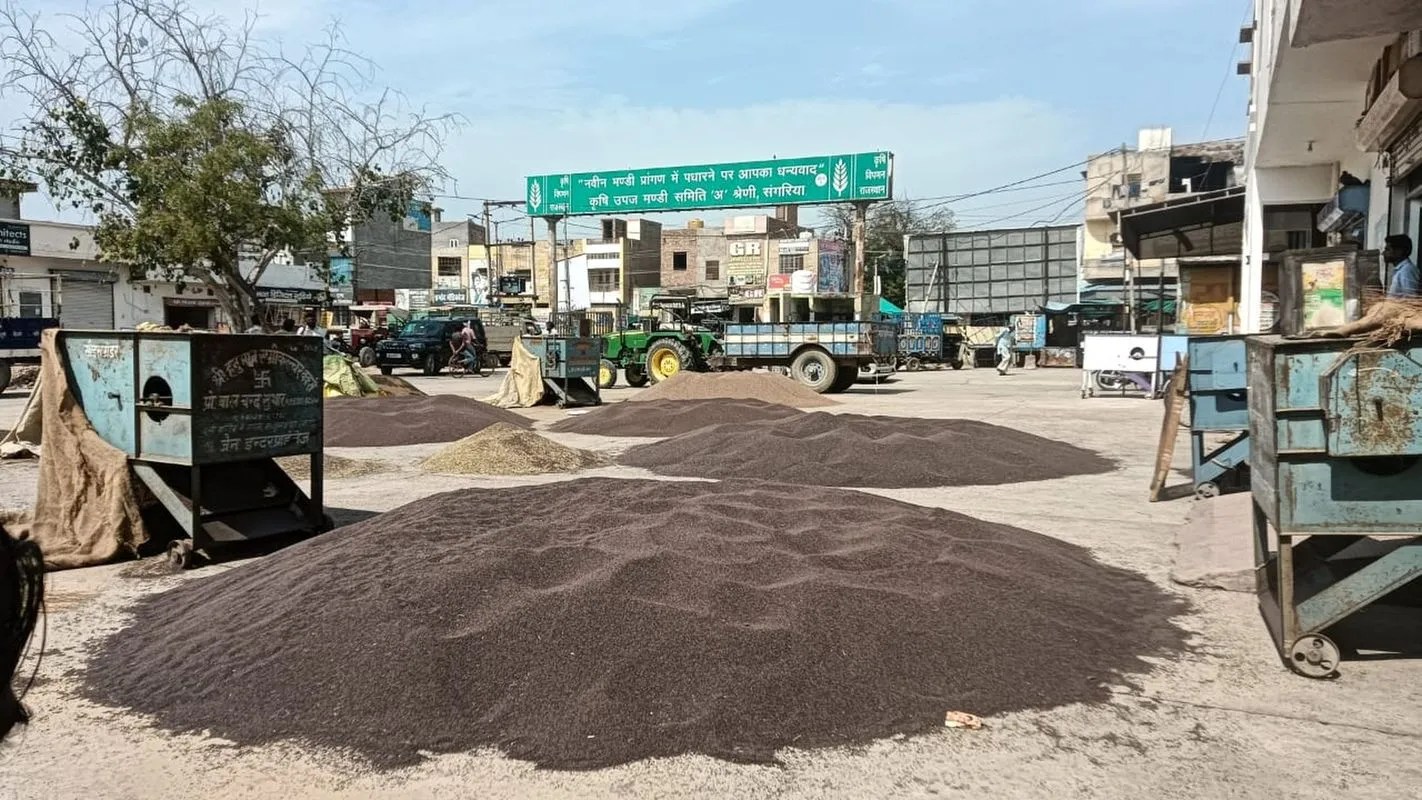 संगरिया: धान मंडी में बिकने के लिए पहुंची सरसों फसल।