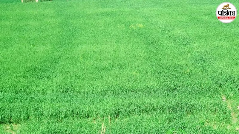 sambhal march heat wheat yield crisis