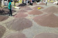 Sarso Price Rajasthan Today, Sarso Mandi Rate Update India, Sarso MSP News Rajasthan, Sarso Crop Arrival Market, Sarso Bhav Increase News, Sarso Farmers Profit Update, Sarso Mandi Hindaun News, Sarso Rate Today India 2026, Sarso Auction Market Rajasthan, Sarso Demand Supply News, Sarso Trading Market India, Sarso Latest Price Update, Sarso Farming Profit News, Sarso Agriculture News Rajasthan, Sarso Market Trend India