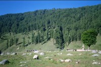 Trees in Himalayan region
