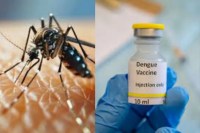 dengue