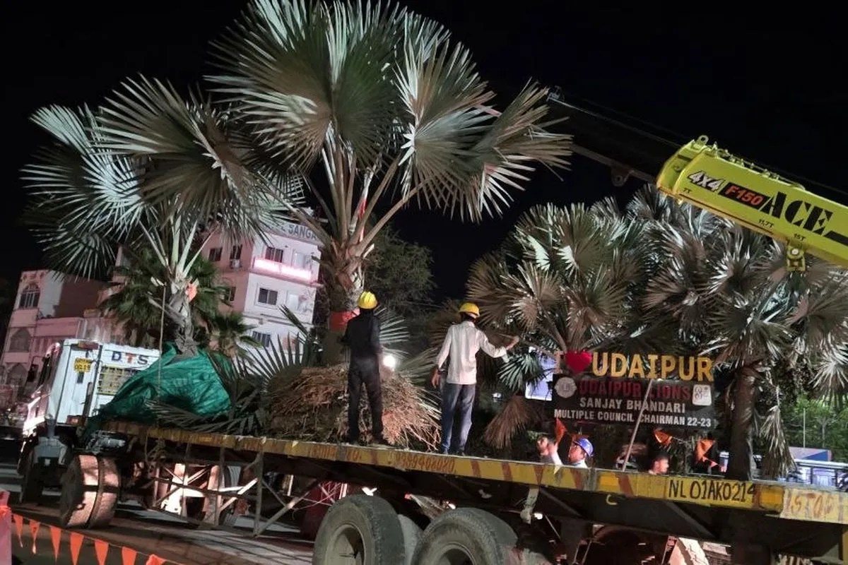 क्रेन की मदद से पेड़ों को मिट्टी सहित उखाड़ा गया और एक-एक कर उन्हें नगर निगम में शिफ्ट किया गया।