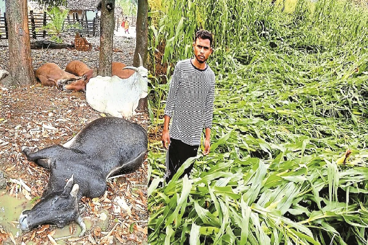 कुदरत का कहर: 5 मवेशियों की मौत (photo source- Patrika)