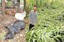 कुदरत का कहर: 5 मवेशियों की मौत (photo source- Patrika)