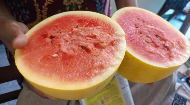 Yellow Watermelon Farming