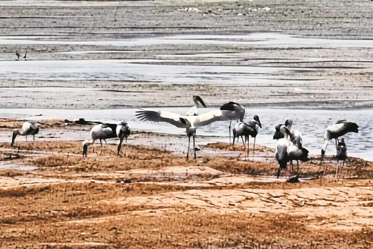 बंधवा तालाब में दिखी समृद्ध जैव विविधता (photo source- Patrika)