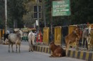 शहर में 30 दिन में गोवंश को पकड़े, नहीं तो जुर्माना Cattle in the city within 30 days, otherwise fine will be imposed