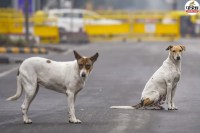 Supreme Court Angry Over Stray Dogs But Jaipur Municipal Corporation Has No Sterilization Data RTI Mocked