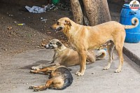 Jaipur Stray Dog Menace in Malviya Nagar