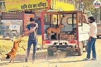 Dog Cruelty in Jaipur Viral Video Near HiraPura Bus Stand Sparks Outrage Civic Body Issues Notice to Firm