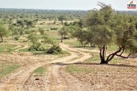 Jaisalmer Oran land claims to be probed by expert panel tree cutting ban continues on Rajasthan HC order