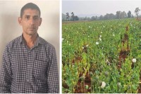 Opium supplier arrested