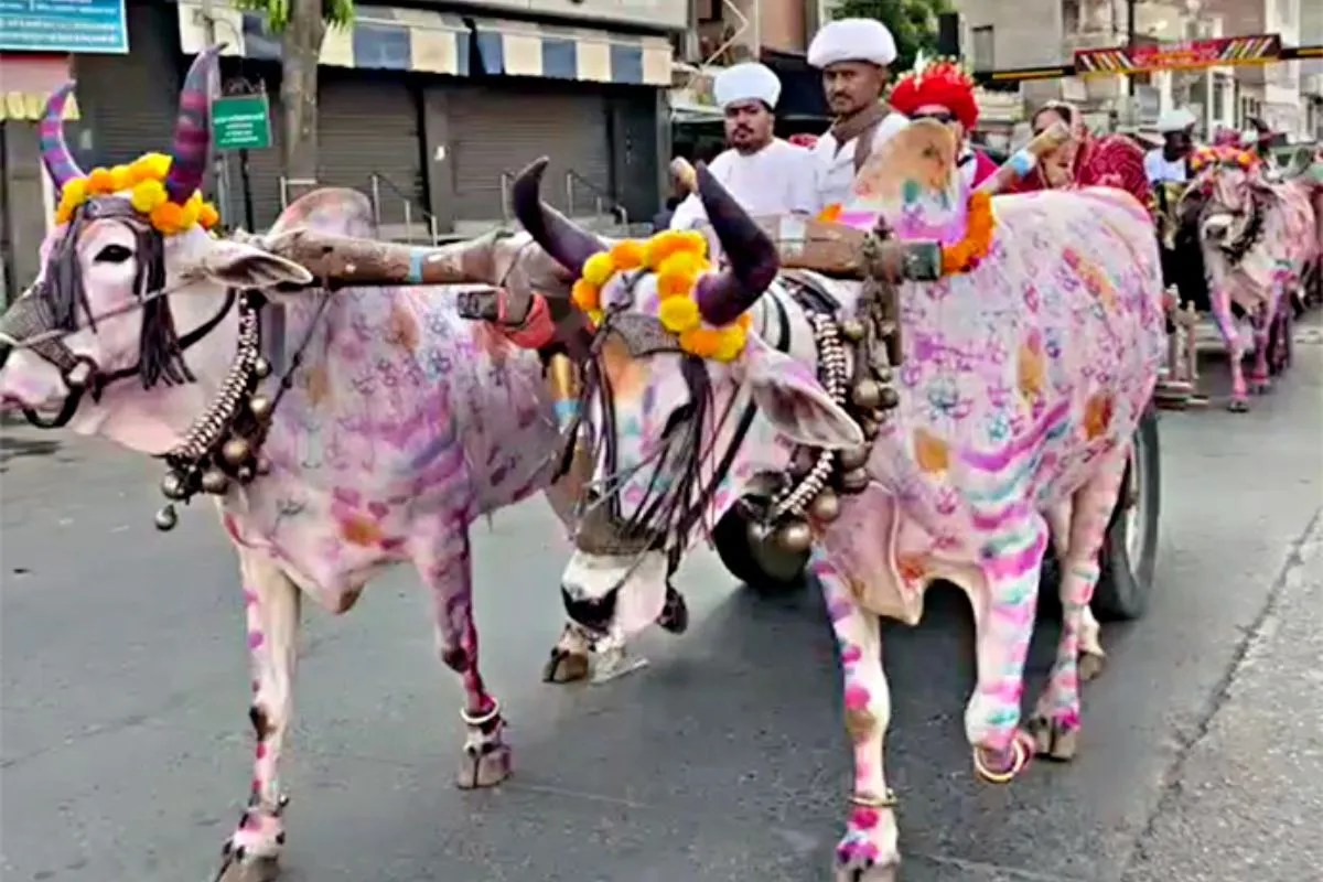 राजस्थान में हुई अनोखी शादी, बैलगाड़ियों में निकाली बारात, दूर-दूर तक हो रही शादी की चर्चा