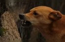 Nokha news, Bikaner dog attack, stray dogs Rajasthan, child attacked by dogs, Panchu village incident, Rajasthan local news, dog menace rural area, Bikaner PBM hospital case, animal attack news, Rajasthan safety issue, stray dog problem India, rural Rajasthan news, dog bite incident child, village safety concern, Nokha latest news
