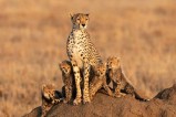Cheetah Shifting soon kuno to nauradehi forest