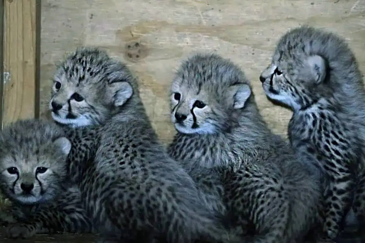 Cheetah in kuno national park